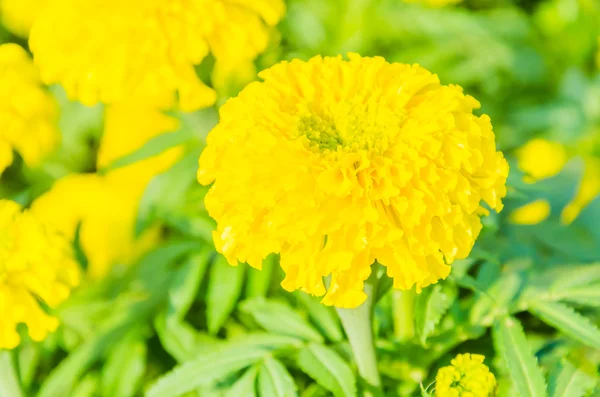 Piękne kwiaty marigold w ogrodzie — Zdjęcie stockowe