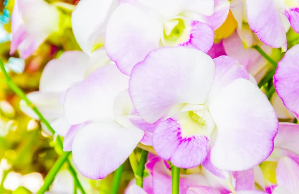 Bellissimi fiori di orchidea nel negozio di fiori — Foto Stock