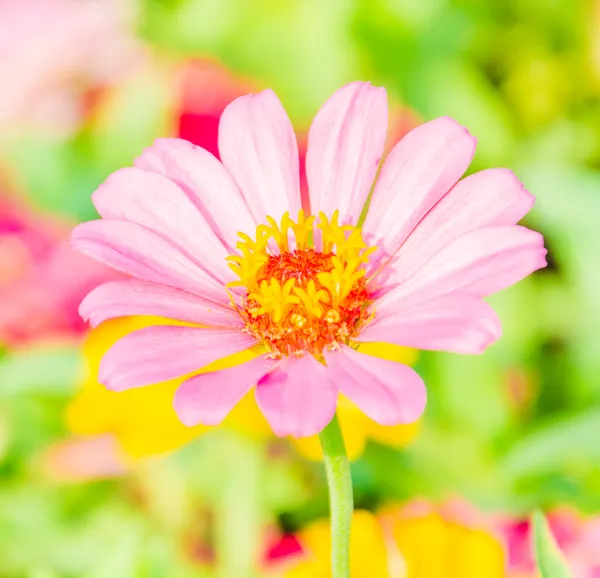 Beautiful flowers in the garden using — Stock Photo, Image