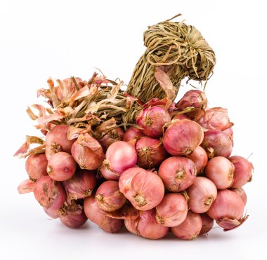 arpacık izole beyaz zemin üzerine