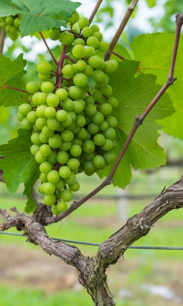 Grape valley — Stock Photo, Image