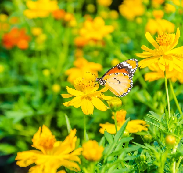 庭の花を蝶します。 — ストック写真