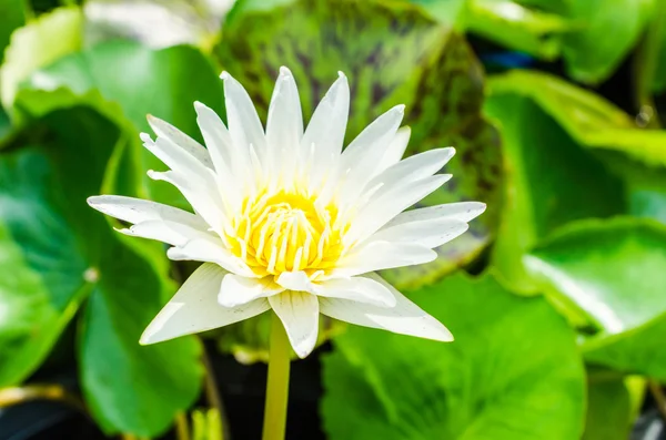 Lotus fleurs — Photo