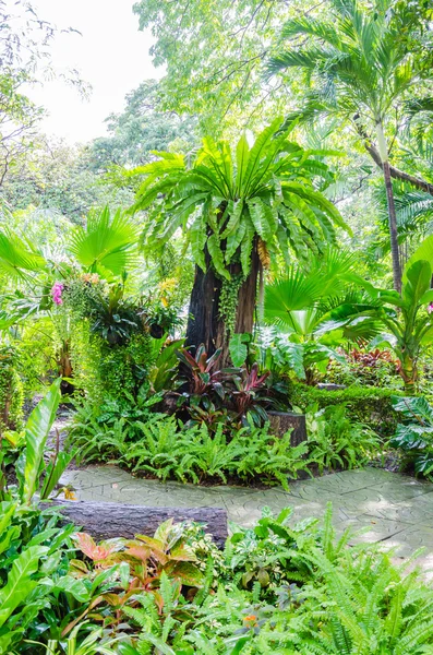 Árbol en el parque jardín — Stockfoto