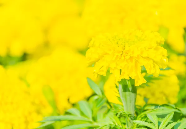 Beautiful Marigold flowers in the garden — Stock Photo, Image