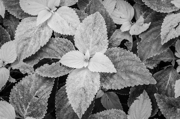 Abstrakt leaf bakgrund — Stockfoto