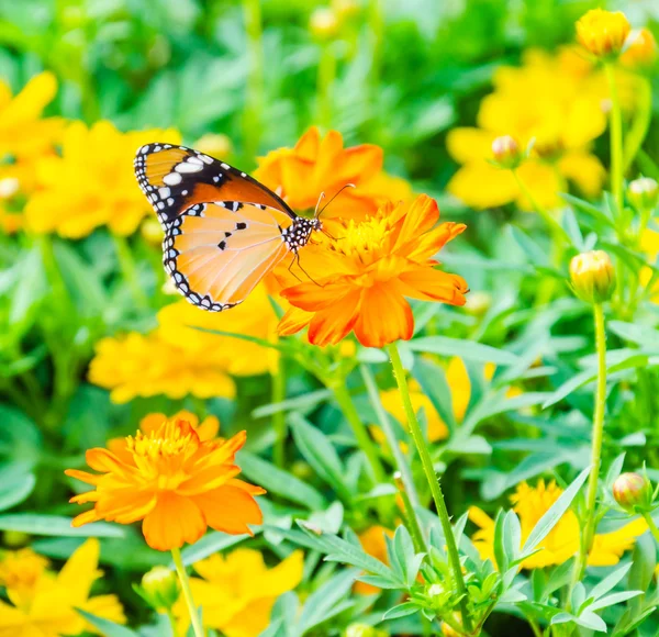 Butterfly on the flowers in the garden — Stock Photo, Image