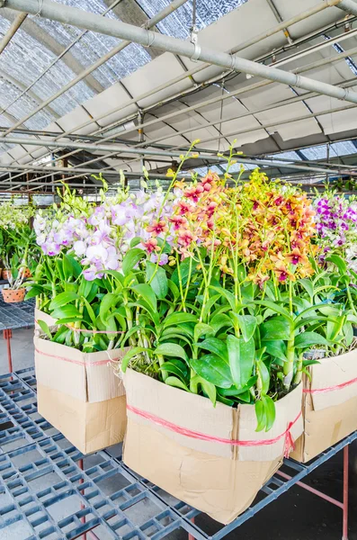 Hermosas flores de orquídea en la tienda de flores — Foto de Stock