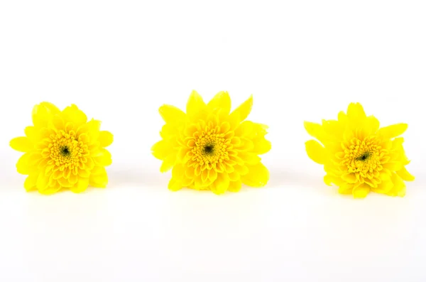 Yellow flower — Stock Photo, Image