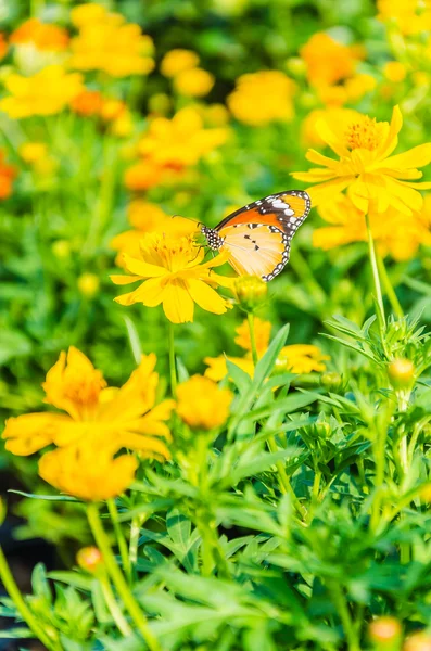 Sommerfugl – stockfoto