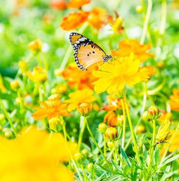 Butterfly — Stock Photo, Image