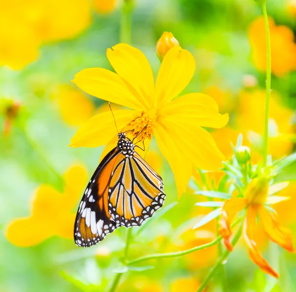 Borboleta — Fotografia de Stock