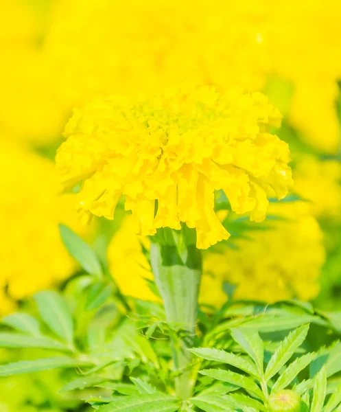 Marigold — Stock Photo, Image