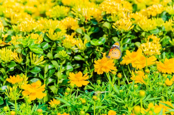 Mariposa. — Foto de Stock