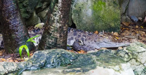 Crocodilo — Fotografia de Stock