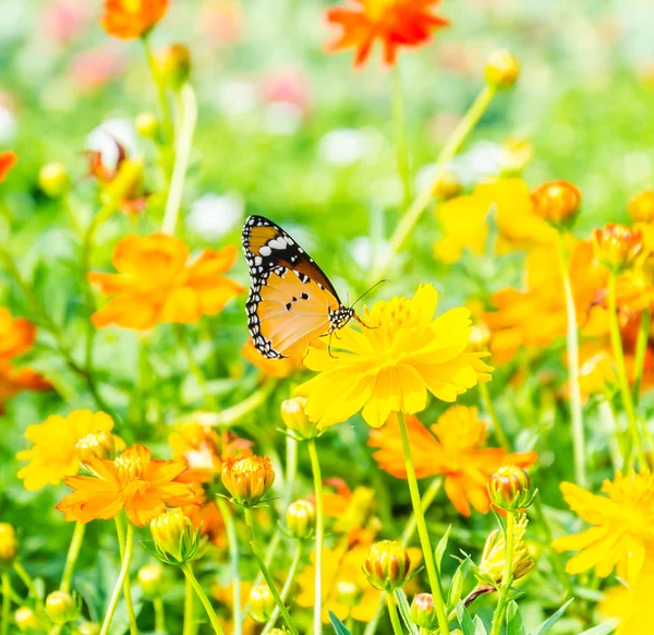 Mariposa. — Foto de Stock