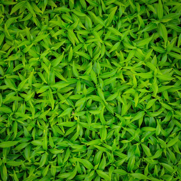 Hoja verde —  Fotos de Stock
