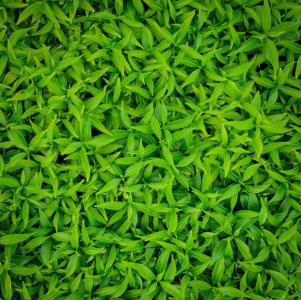 Green leaf — Stock Photo, Image