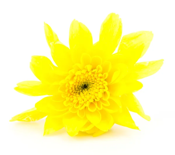 Fleur jaune — Photo