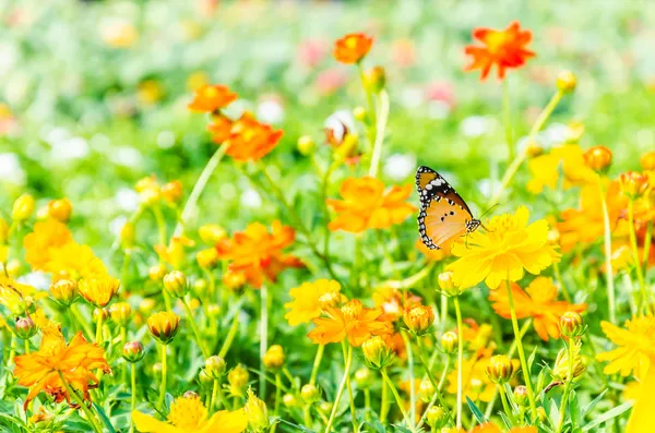 Mariposa. —  Fotos de Stock