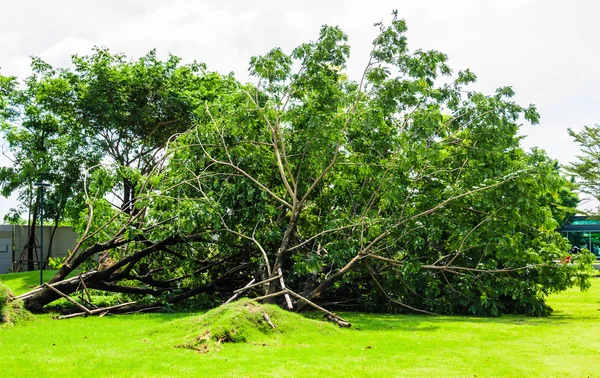 Zlomený strom — Stock fotografie