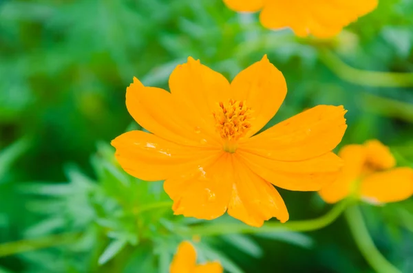 Cosmos flowers — Stock Photo, Image