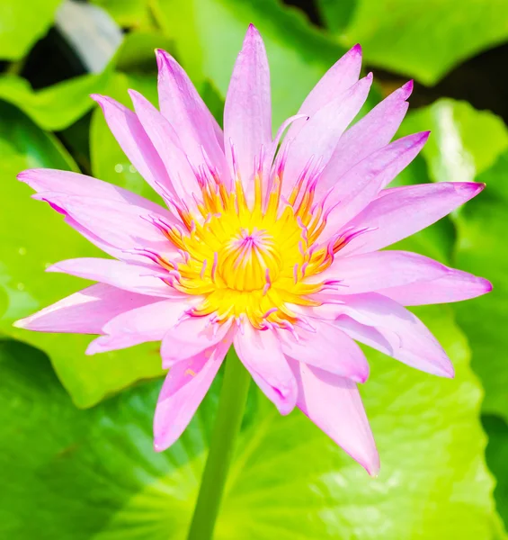 Lotus — Stock Photo, Image