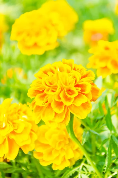 Marigold — Stock Photo, Image