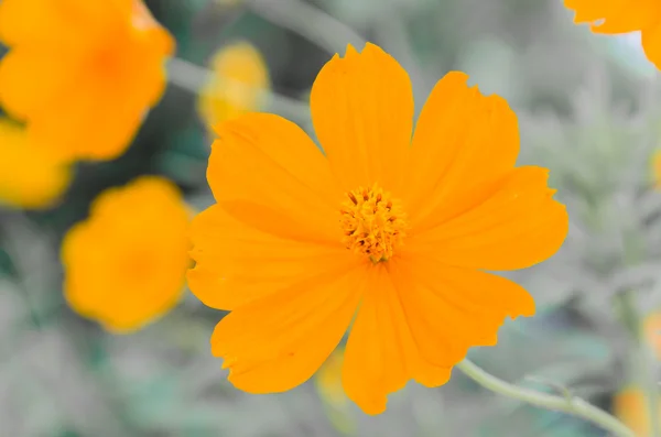 Cosmos flowers — Stock Photo, Image