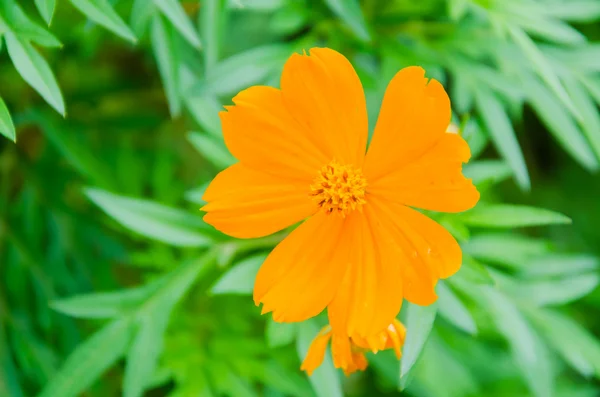 Cosmos flowers — Stock Photo, Image