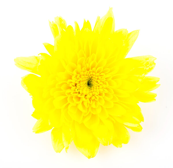 Желтый цветок
