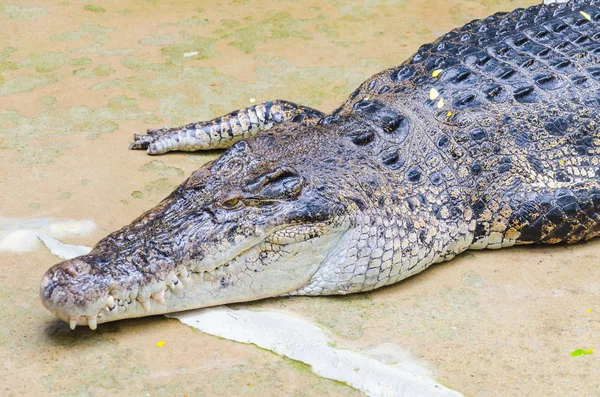 Crocodilo no zoológico — Fotografia de Stock