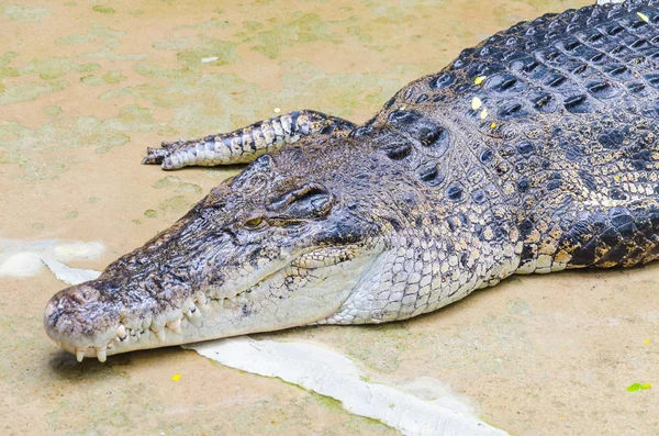 Cocodrilo en el zoológico —  Fotos de Stock