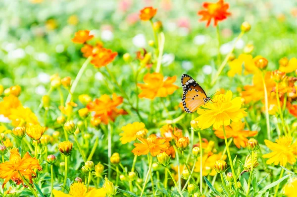 Schmetterling — Stockfoto