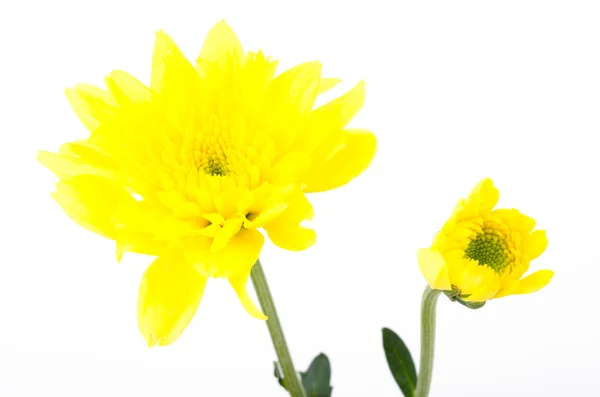 Gelbe Blüte — Stockfoto