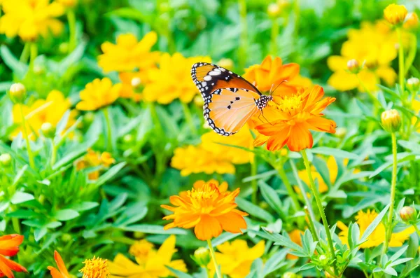 Mariposa. —  Fotos de Stock