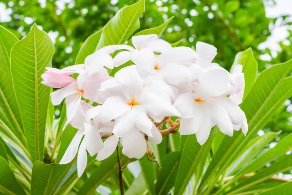 Plumeria — Stockfoto