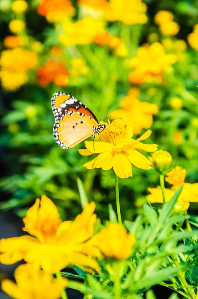 Butterfly — Stock Photo, Image