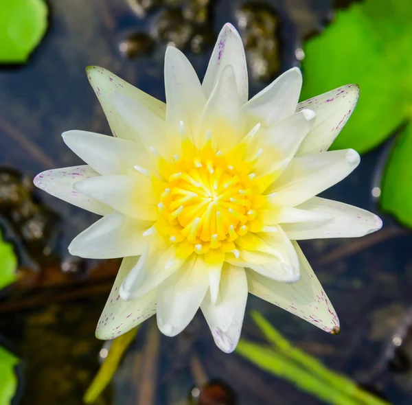 Flor — Foto de Stock