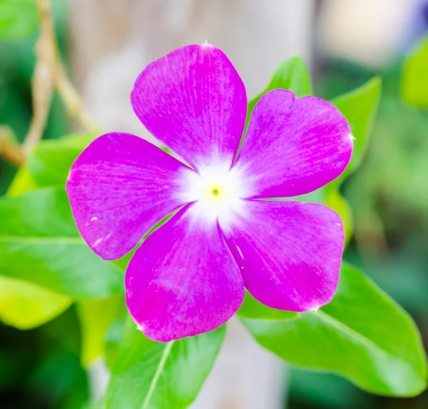 Flowers — Stock Photo, Image