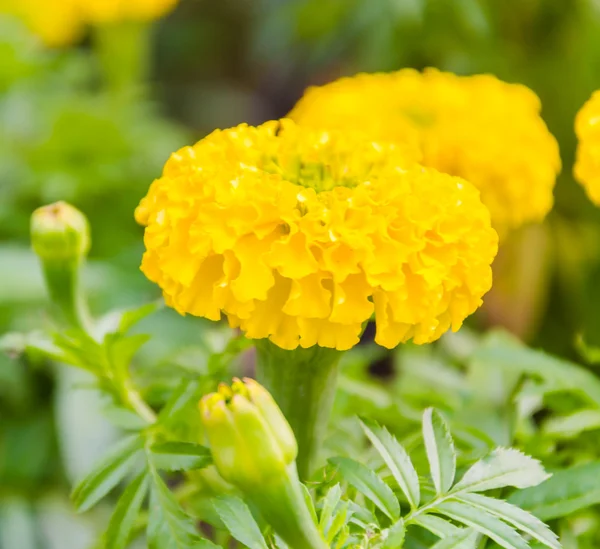 Marigold — Stock Photo, Image