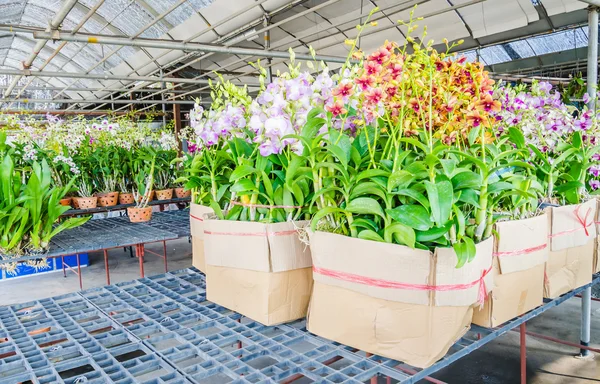 Orchidee — Stockfoto