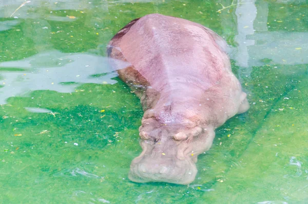 Hippo — Stock Photo, Image