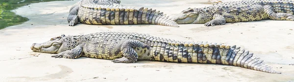 Crocodile — Stock Photo, Image