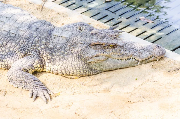 Crocodile — Stock Photo, Image