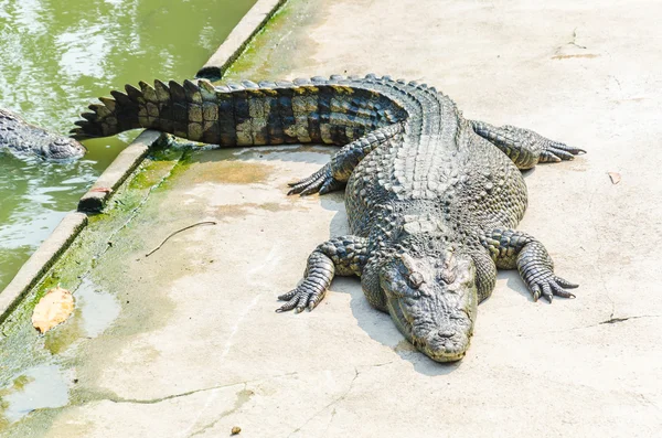 Krokodil — Stockfoto