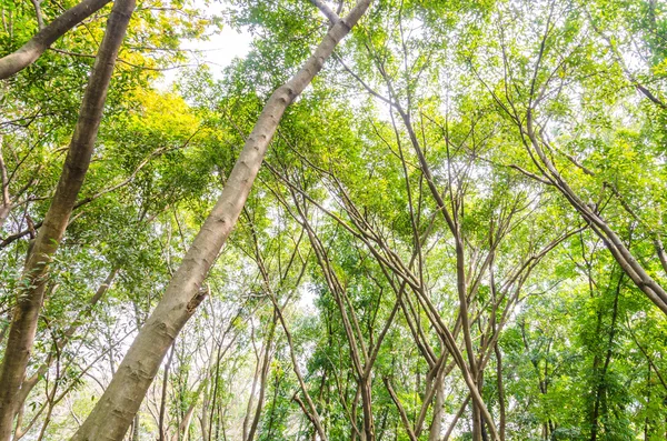 Parque florestal — Fotografia de Stock