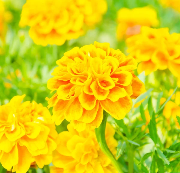 Marigold — Stock Photo, Image