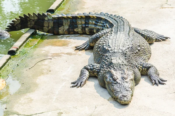 Crocodile — Stock Photo, Image