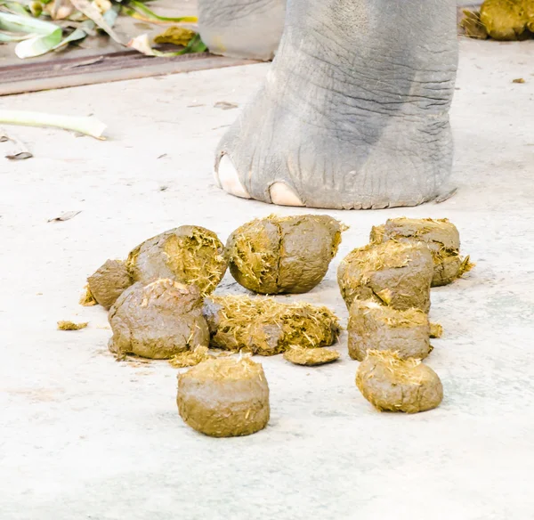 粪大象 — 图库照片